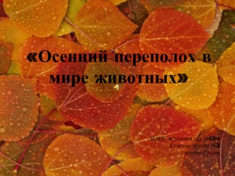 Осенний переполох в мире животных