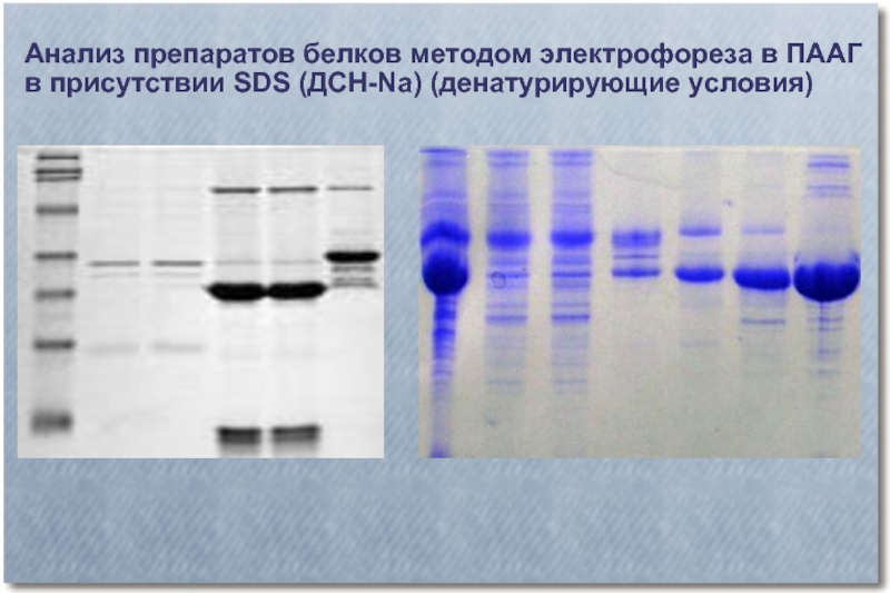Электрофорез белков. Электрофорез белков в полиакриламидном геле метод. Электрофорез белков принцип метода. SDS электрофорез в ПААГ. Электрофорез в полиакриламидном геле (ПААГ).