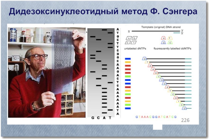 Метод ф. Дидезоксинуклеотидный метод. Метод Сэнгера фото. Метод обрыва цепи. Дидезонуклеотидный метод Сэнгера.