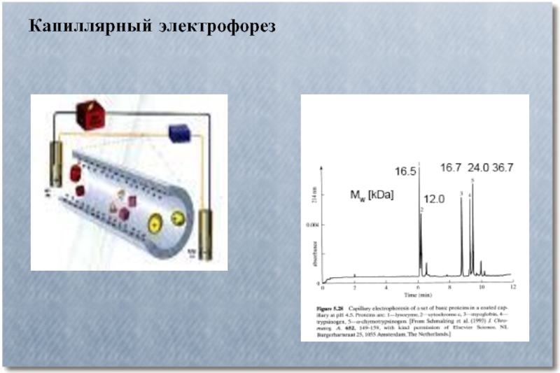 Схема капиллярного электрофореза