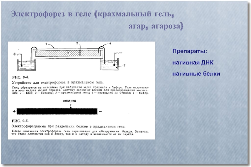 505 легко сойти с ума электрофорез