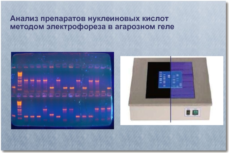 Количественный электрофорез. Электрофорез нуклеиновых кислот в агарозном геле. Электрофорез ДНК В агарозном геле. Агарозный гель-электрофорез. Метод ПЦР гель электрофорез.