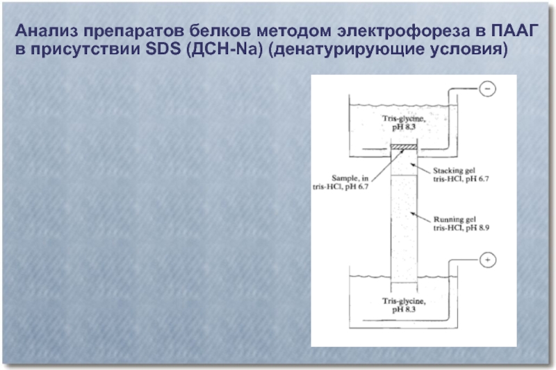 Слова песни электрофорез