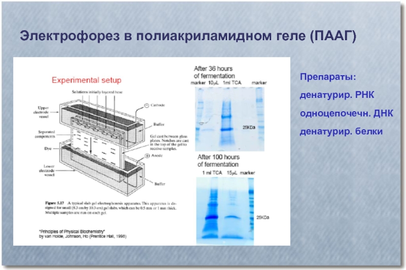 Электрофорез карта осу