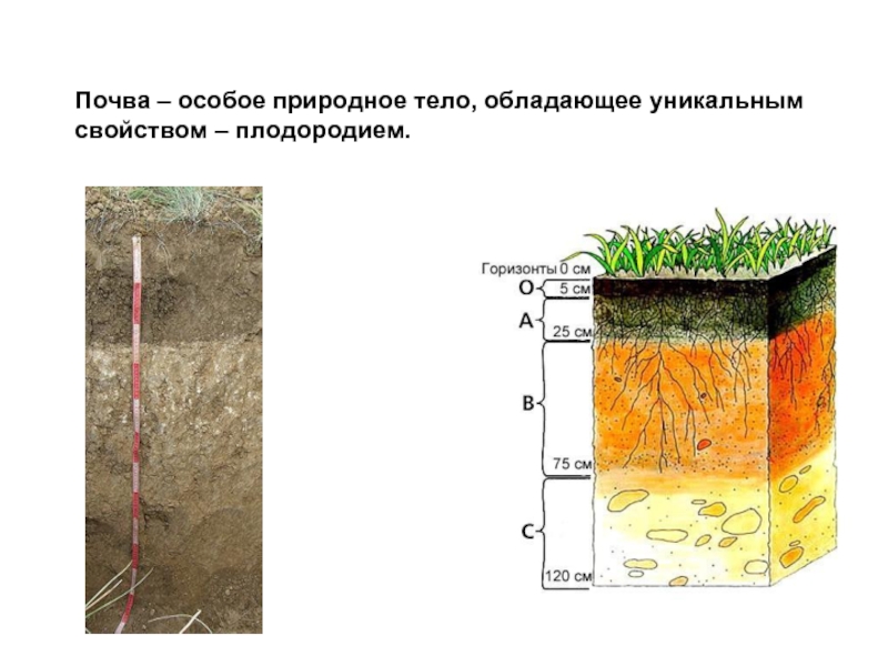 География 8 класс почва особое природное тело презентация