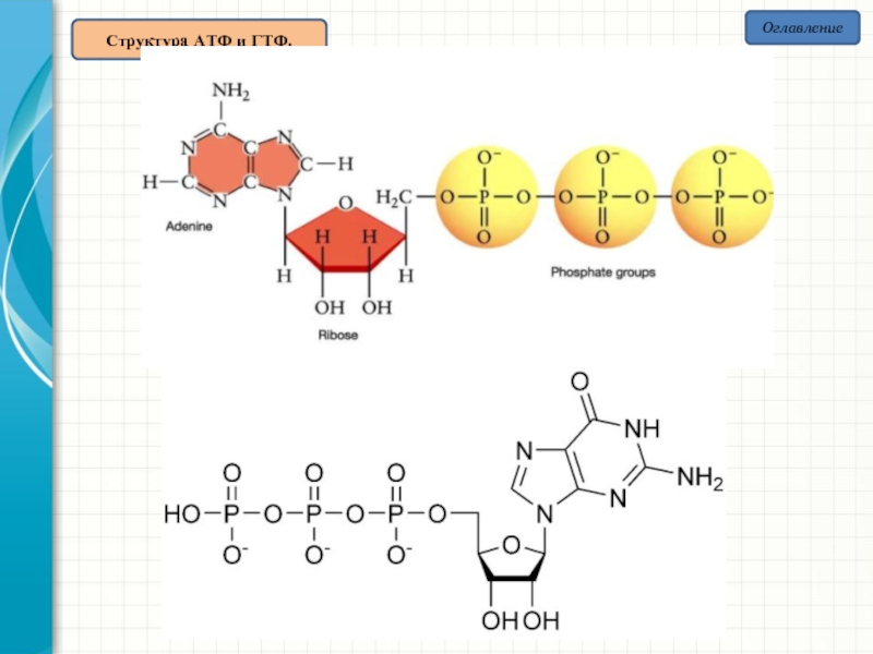 Азотистое основание атф. ГДФ структурная формула. Строение АТФ биохимия. АТФ ГТФ УТФ ЦТФ формулы. АТФ И ГТФ строение.