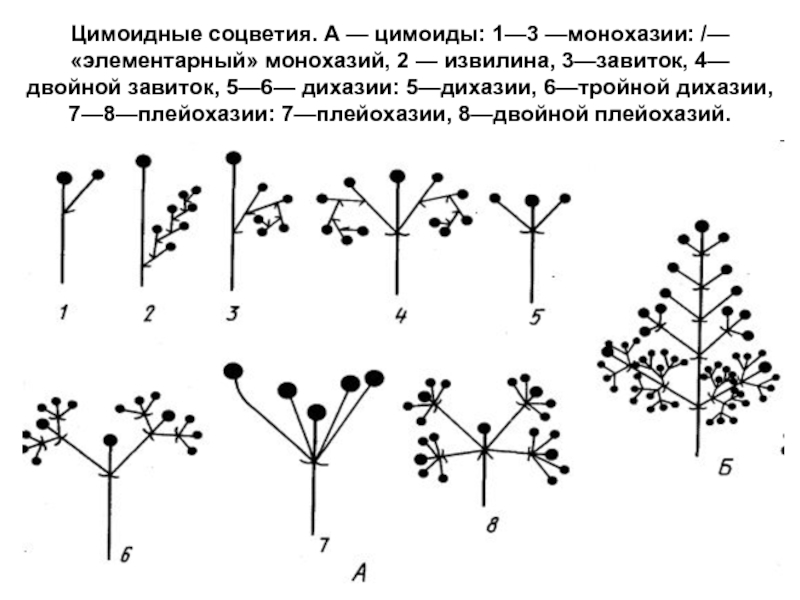 Каким номером на рисунке обозначено соцветие. Плейохазий соцветие. Монохазий дихазий плейохазий. Дихазий соцветие.