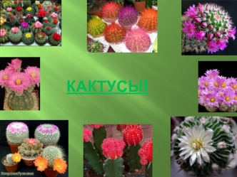 Кактусы!