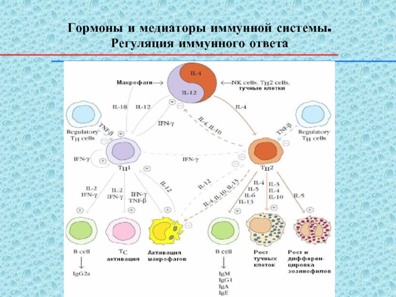 Регуляция иммунных процессов