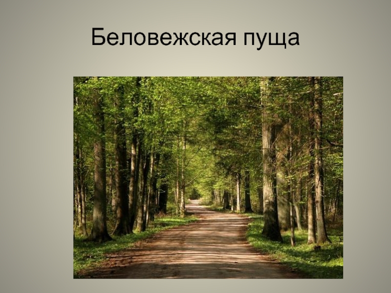 Песня пуща слова. Беловежская пуща презентация. Презентация на тему парк Беловежская пуща. Белоруссия для презентации Беловежская пуща. Белове́жская пу́ща.