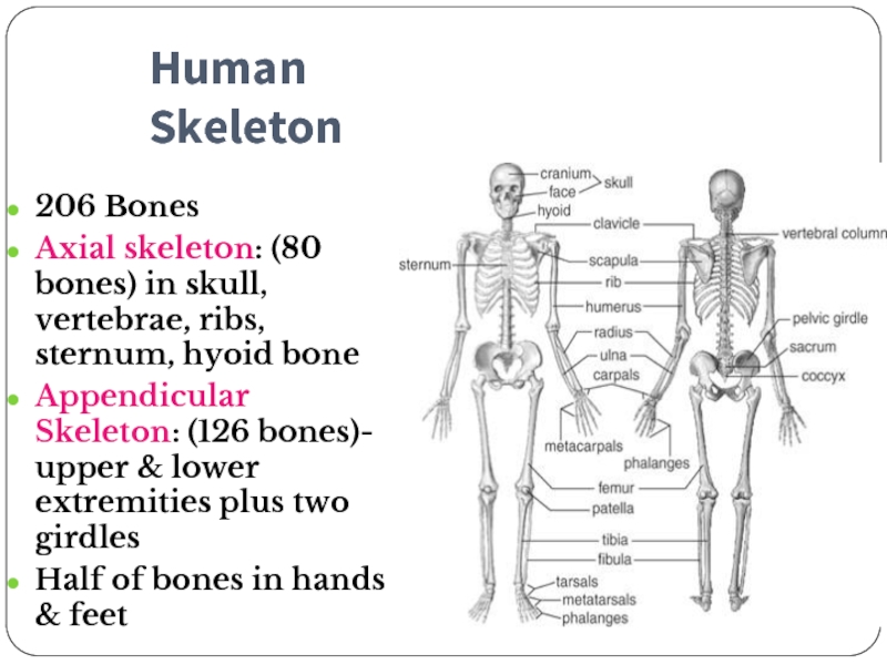 How many ribs in a human