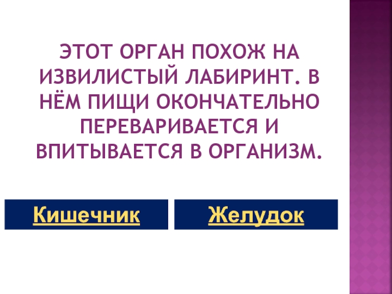 Какой орган похож на длинный извилистый коридор