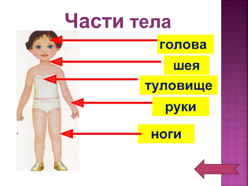 Презентация части тела человека