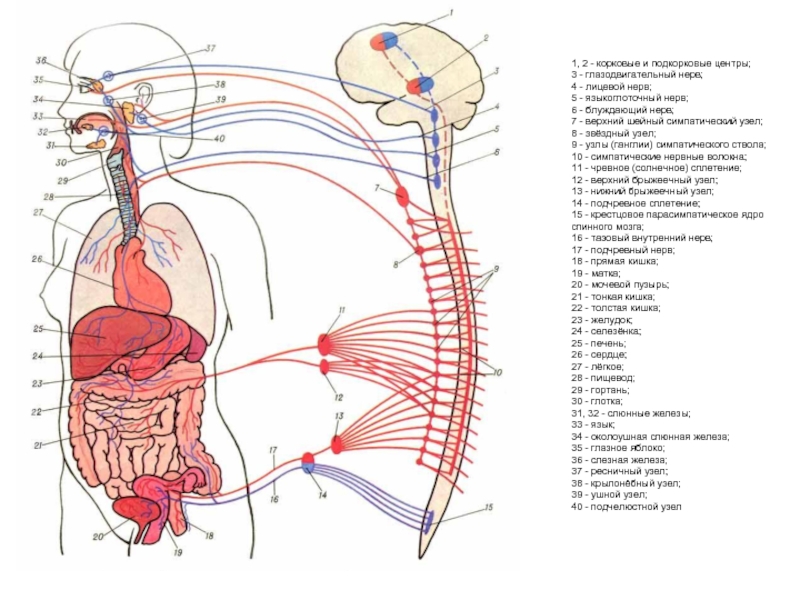 Нервный узел где. Блуждающий нерв грудной отдел схема. Иннервация органов брюшной полости. Симпатический ствол анатомия схема. Схема иннервации органов брюшной полости.