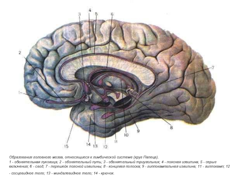Обонятельные зоны мозга. Обонятельный мозг и лимбическая система. Конечный мозг анатомия обонятельный мозг. Лимбическая система мозга анатомия.