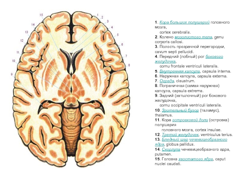 Воспаление серого вещества мозга латынь. Конечный мозг. Базальные ядра. Внутренняя капсула.. Гистология строение желудочков головного мозга. Конечный мозг анатомия внутренняя капсула. Строение внутренней капсулы головного мозга.