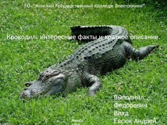 Крокодил: интересные факты и краткое описание