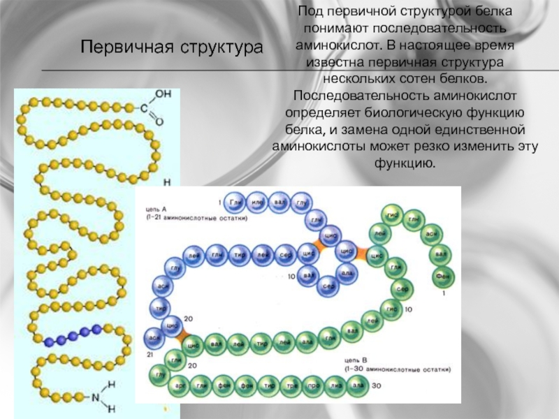 Белки структура аминокислоты. Первичная структура цепочка аминокислот. Структуры белков первичная структура. Последовательность структуры белка. Первичная структура белка последовательность аминокислот.