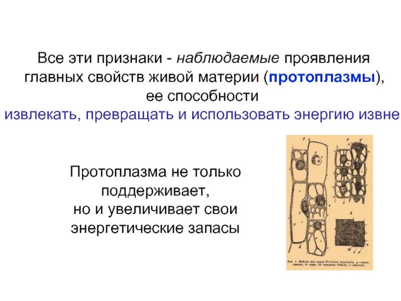 Наблюдаемые признаки. Основные свойства живой протоплазмы. Определение проницаемости живой и мертвой протоплазмы. Физ свойства протоплазмы. Физические свойства протоплазмы.