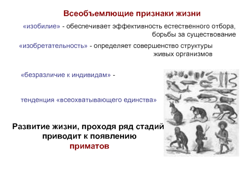 Эффективность естественного отбора. От чего зависит эффективность отбора. От чего зависит эффективность естественного отбора. Единство развитие организмов.