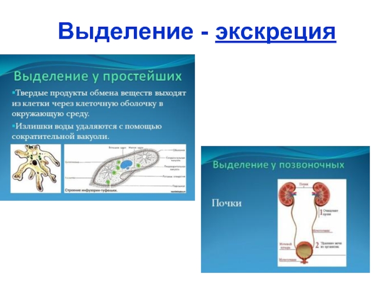 Простейшие выделяют. Выделение продуктов обмена у простейших. Выделение простейших. Система выделения простейших.