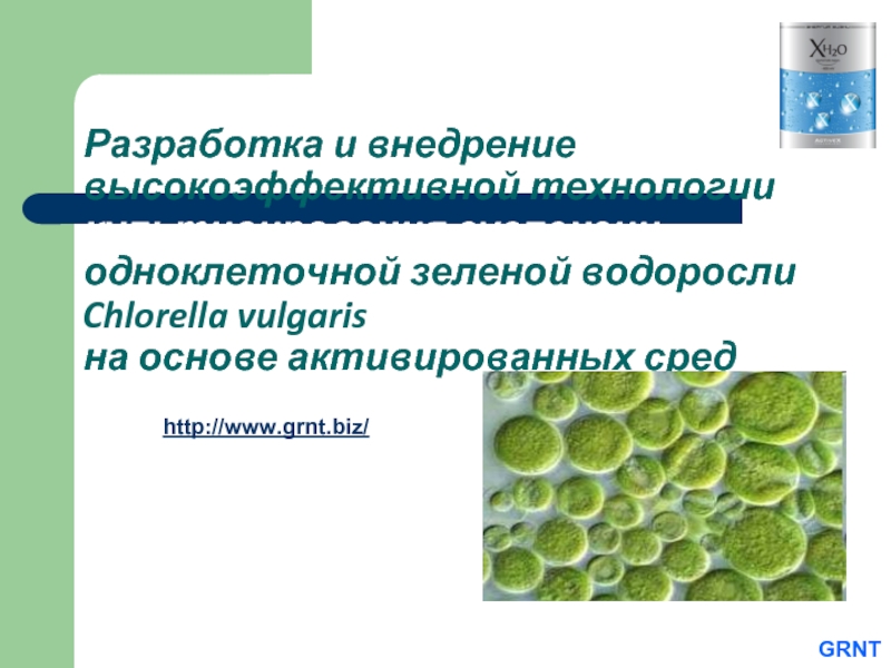 В каких биотехнологиях используют одноклеточные водоросли. Культивирование одноклеточных зеленых водорослей. Одноклеточные водоросли в биотехнологии. Одноклеточные зеленые водоросли хлорелла. Культивирование зеленых водорослей условия.