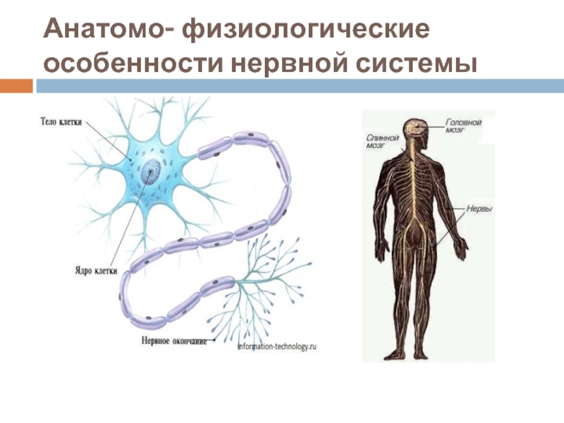 Центральная нервная система новорожденного. Анатомо-физиологические особенности нервной системы у детей. Афо нервной системы. Анатомо физиологические характеристики ЦНС. Афо органов нервной системы у детей.