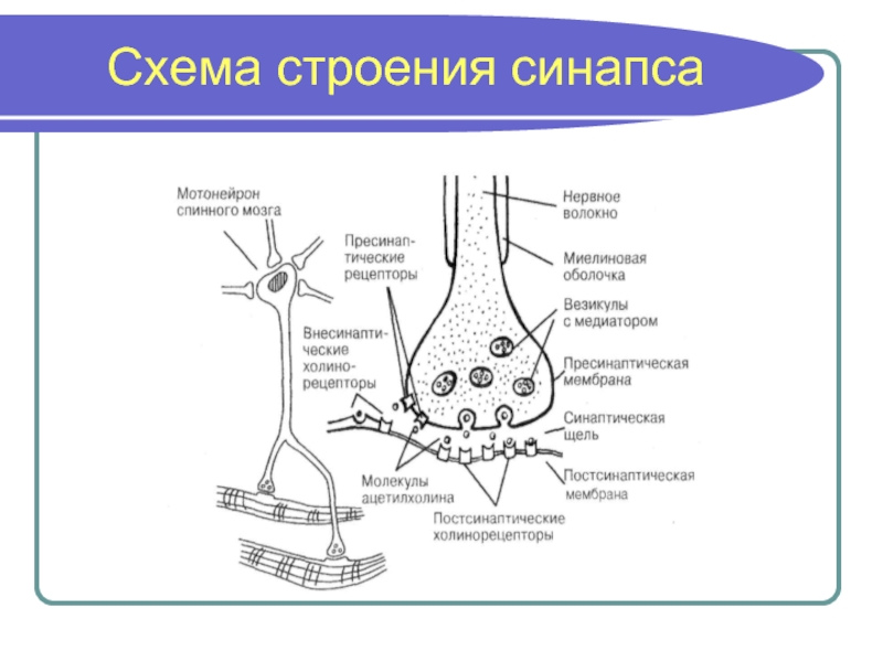 Схема структуры синапса