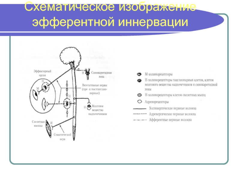 Схема структуры эфферентной иннервации