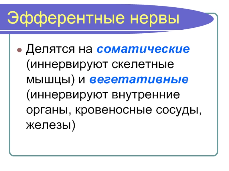 Иннервирует кожу и скелетные мышцы соматическая