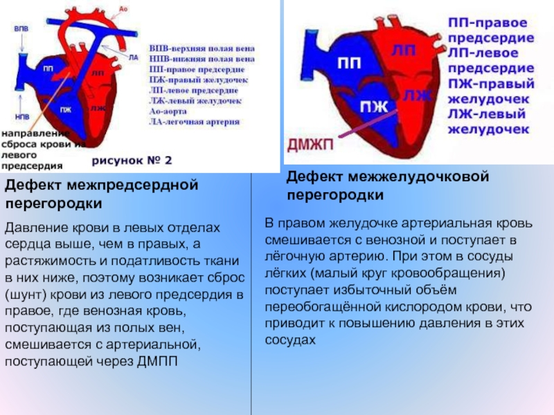 Какая кровь содержится в правой половине сердца. Сердце человека венозная и артериальная кровь. Артериальная кровь поступает. Смешивание артериальной и венозной крови. Артериальная кровь в левое предсердие поступает.