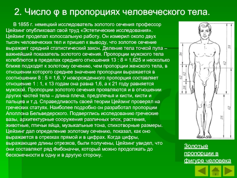 Пропорции какая должна быть. Пропорции человеческого тела. Немецкий исследователь золотого сечения профессор Цейзинг. Пропорциональные соотношения частей тела человека. Пропорции в человеческом теле.