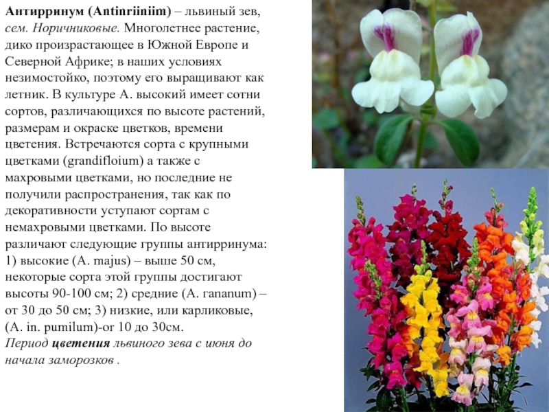 Реферат: Однолетние цветочные растения применяемые в озеленеии