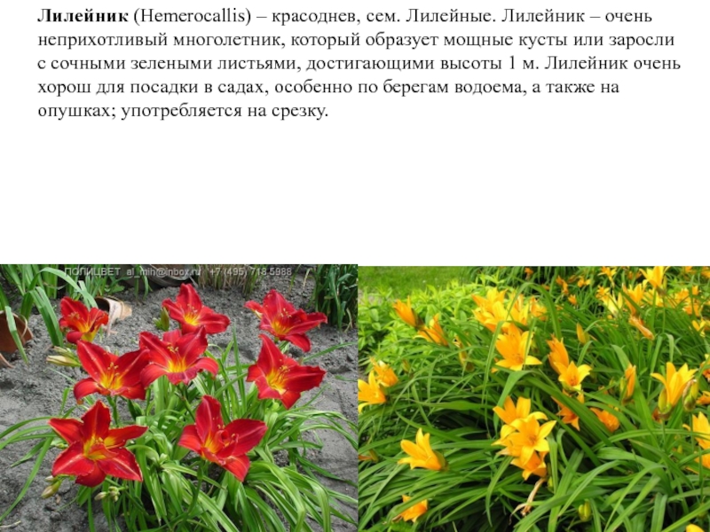 Растение лилейник фото и описание