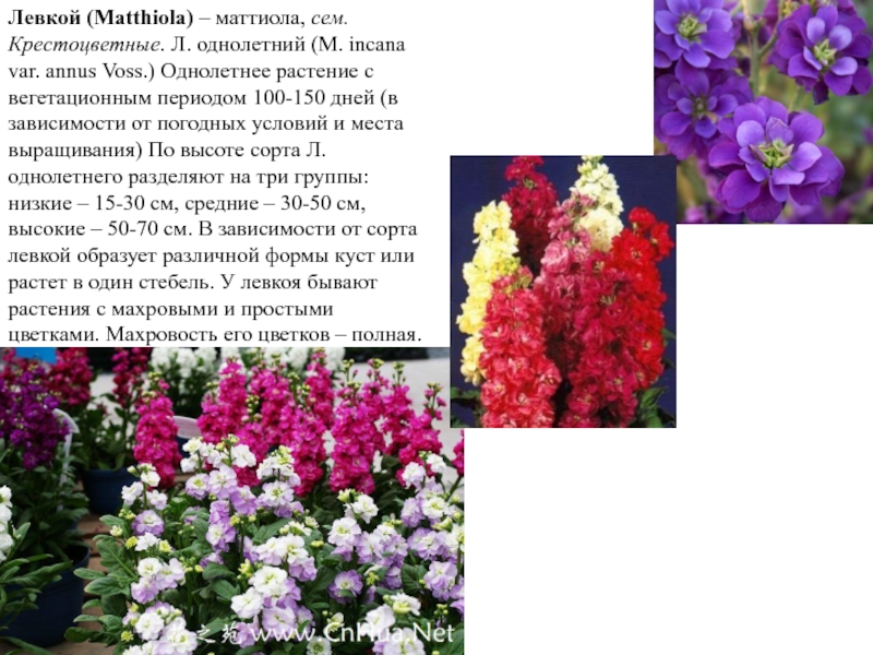 Левкои цветы описание левкой фото