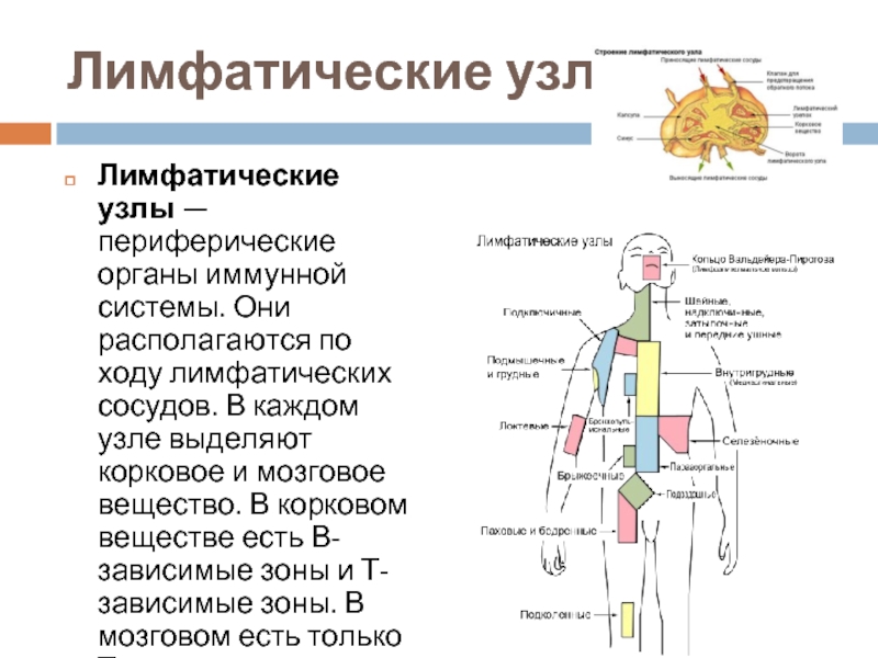 Периферические лимфоузлы. Лимфоузлы иммунной системы организма строение. Центральные и периферические органы лимфатической системы. Лимфатические узлы периферические органы иммунной системы. Функции лимфатических узлов в иммунной системе.