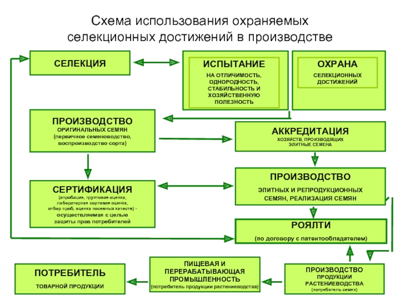 Схема селекционного процесса