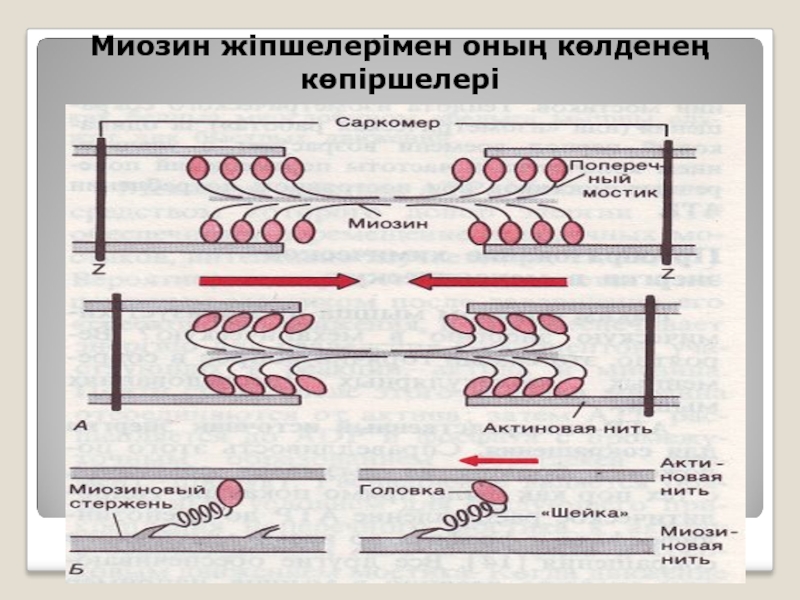 Миозин 1