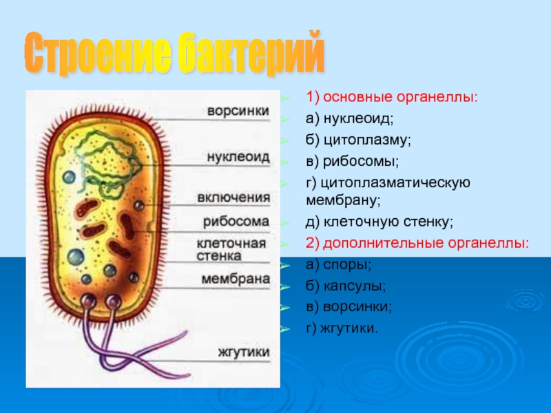 Органеллы цитоплазмы клеток. Органоиды нуклеоид функция и строение. Строение клетки бактерии органоиды. Строение бактериальной клетки с органеллами. Нуклеоид это органоид.