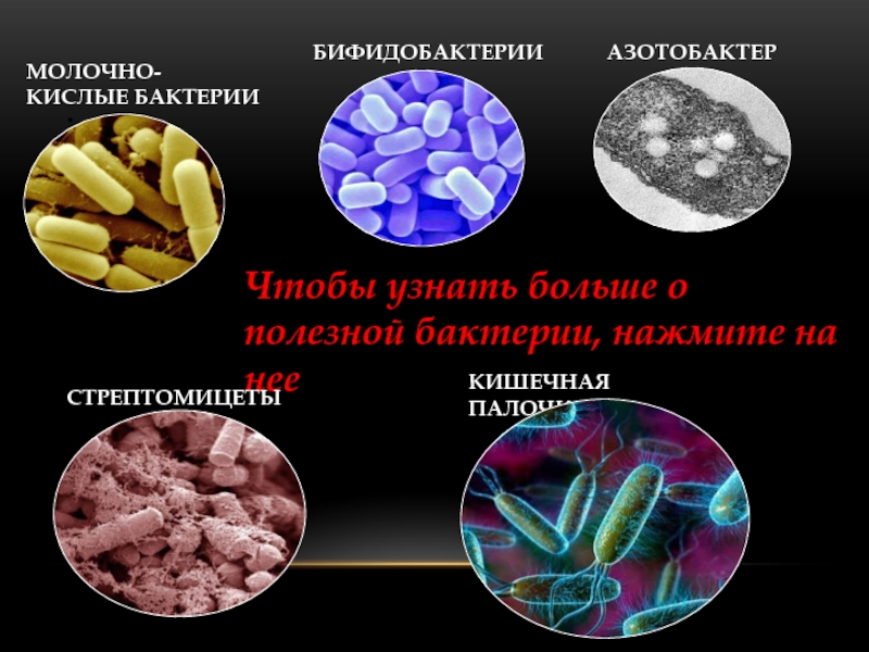 Полезные и вредные бактерии картинка