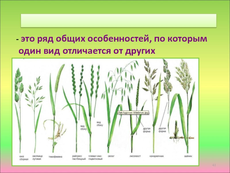 Семейство злаки рисунок