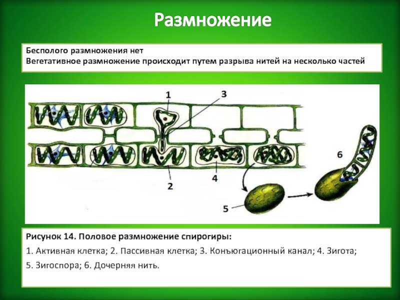 Спирогира половое. Конъюгация спирогиры схема. Вегетативное размножение спирогиры. Размножение спирогиры схема. Строение и цикл развития спирогиры.