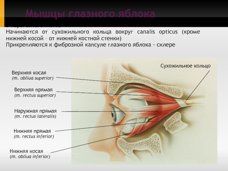 Глазная на латинском. Мышцы глаза анатомия на латыни. Сухожильное кольцо Цинна. Наружные мышцы глазного яблока латынь. Строение глаза мышцы глаза.