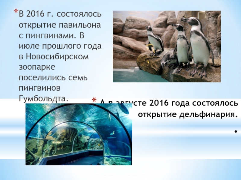 Зоопарк новосибирск цены на 2024. Новосибирский зоопарк пингвины. Пингвин Гумбольдта Новосибирский зоопарк. Питомцы Новосибирского зоопарка. Новосибирский зоопарк павильоны.