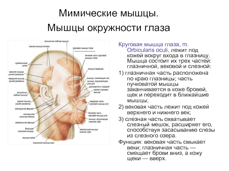 Круговая мышца глаза. Круговая мышца глаза (m. orbicularis Oculi). Вековая часть круговой мышцы глаза на латыни. Функция вековой части круговой мышцы глаза:. Слезная часть круговой мышцы глаза.