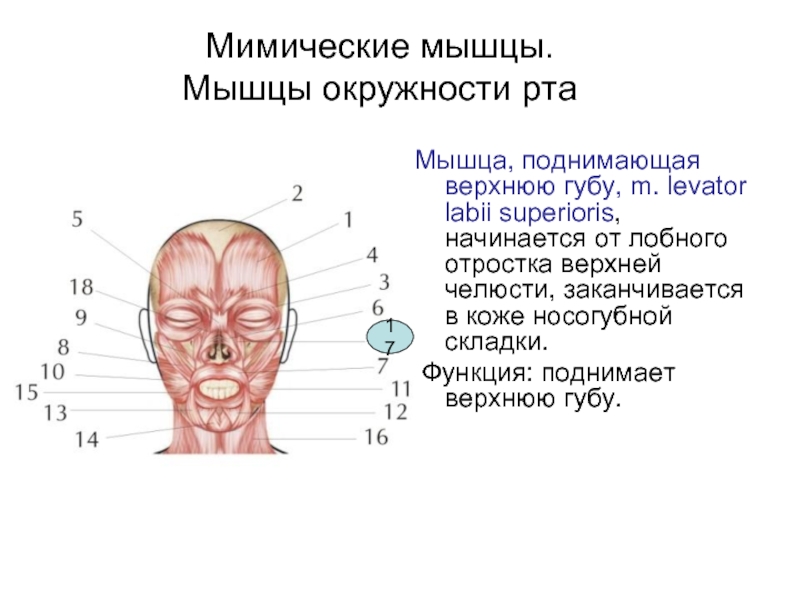 Поднимающая верхнюю губу и крыло носа