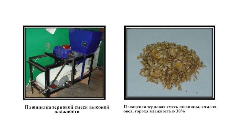 Плющилка зерновой смеси высокой влажностиПлющеная зерновая смесь пшеницы, ячменя, овса, гороха влажностью 30%