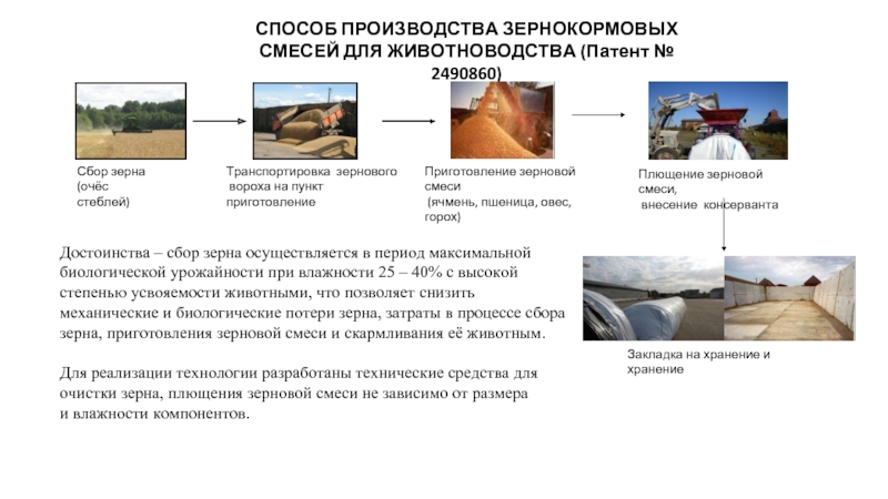 СПОСОБ ПРОИЗВОДСТВА ЗЕРНОКОРМОВЫХ СМЕСЕЙ ДЛЯ ЖИВОТНОВОДСТВА (Патент № 2490860)Сбор зерна (очёс стеблей)Транспортировка зернового вороха на