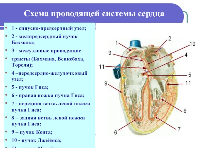 Синусно предсердный узел находится