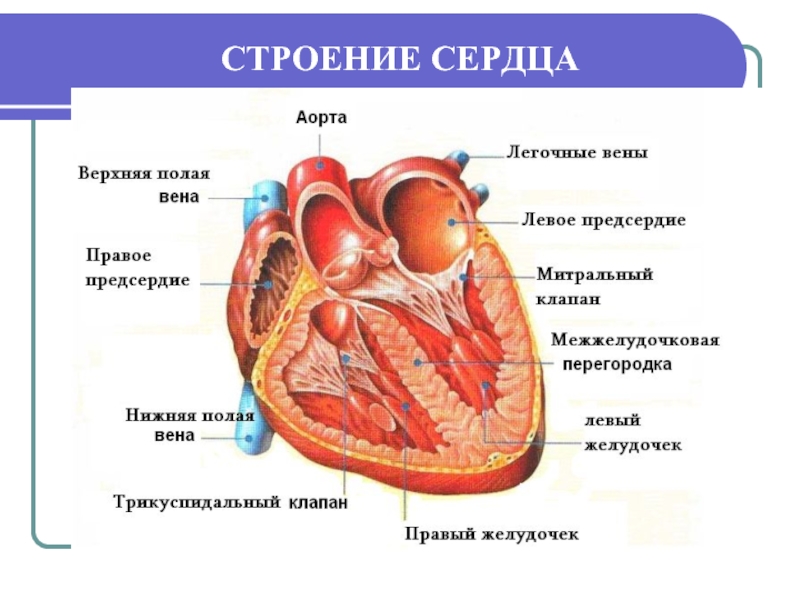 Анатомия сердце 6. Общая схема строения сердца. Строение человеческого сердца. Анатомические структуры сердца.